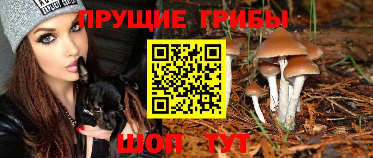 Галлюциногенные грибы GOLDEN TEACHER Дальнегорск